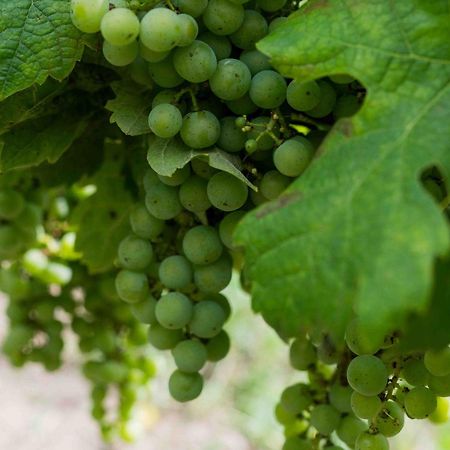 Clos De La Barbanne Montagne  Luaran gambar